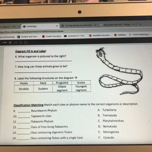Can someone help me with my flatworms and roundworms review sheet thank you (zoology)