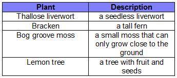 This table shows four species of plants, with descriptions. Which species are most likely vascular?