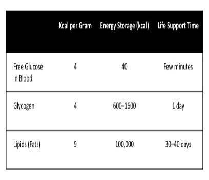 What is the best conclusion based on this data? Blood is a primary location for energy storage. Fat