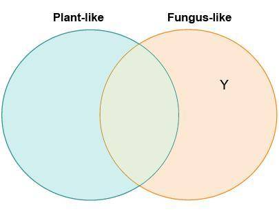 Eli is making a diagram to compare plant-like protists and fungus-like protists. Which belongs in th