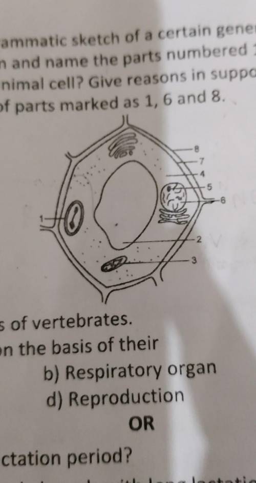 Given below is a diagrammatic sketch of aa) Redraw the diagrarn andb) Is it a plant cell or anygramm