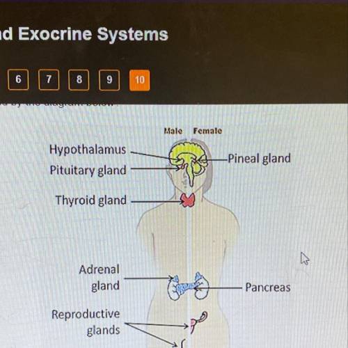 Which system is represented by the diagram below? -endocrine -exocrine -respiratory -immune