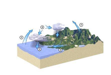 Which number represents runoff on the hydrologic cycle diagram?  1  2 3 4Thanks i will put a picture