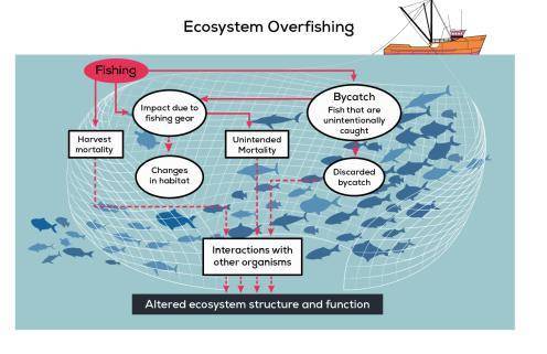 PLEASE HELP ATTACHMENT BELOW Review this paragraph and read the graphic from the text “Overfishing t