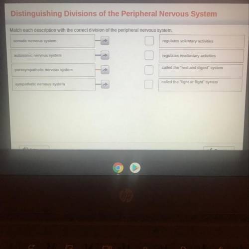 Match each description with the correct division of the peripheral nervous system. somatic nervous s