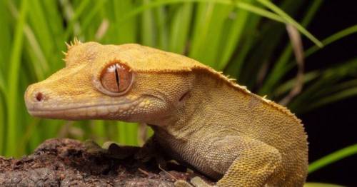 How long do Crested Geckos live in captivity? (If there is a difference between male and female plea