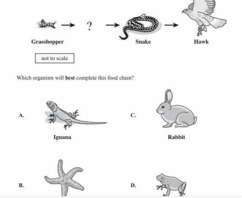 Which organism will BEST complete the food chain?WHOEVER ANSWERS FIRST IS GETS BRAINLIEST!