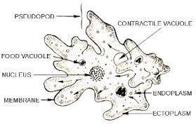 An organism has the following characteristics. -Eukaryotic -Some are autotrophic, some are heterotro