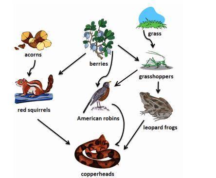 The diagram above shows a food web. What is a food web? •a diagram that shows evolutionary relations
