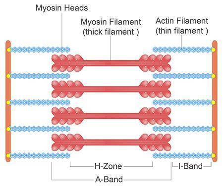 How would the diagram above appear if the sarcomere contracted? The myosin filaments would be longer
