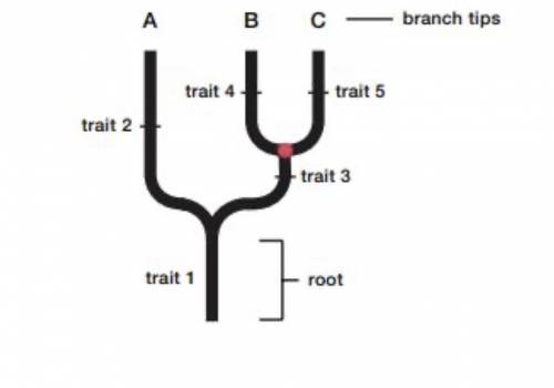 Which way does time run on this tree? Question 2 options: From root to branch tip Across branch tips