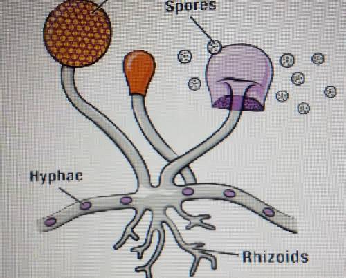 Which structure in the diagram does the fungus use to reproduce sexually?A) sporangiumB) sporesC) hy