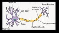 ATTENTION: PLEASE ANSWER QUICKLY This is a picture of a _____ cell A. nerve B. blood C. cardia