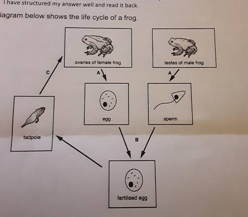 The diagram below shows the life cycle of a frogThree stages of the life cycle have been labelled A,