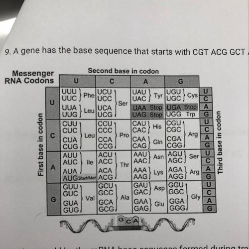 9. A gene has the base sequence that starts with CGT ACG GCT AC. a) What would be the mRNA base sequ