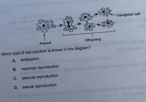 Which type of reproduction is shown?