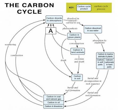 The following diagram represents processes and products in the carbon cycle. In this diagram of the