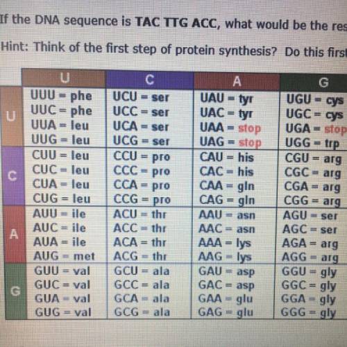 If the DNA sequence is TAC TTG ACC, what would be the resulting amino acid sequence after transcript