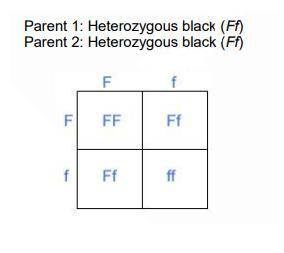 Use the information provided in the Punnett Square below to predict the % of mice offspring with bla