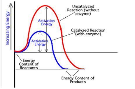 This graph depicts an event that occurs in biological organisms? Which biomolecule is responsible fo