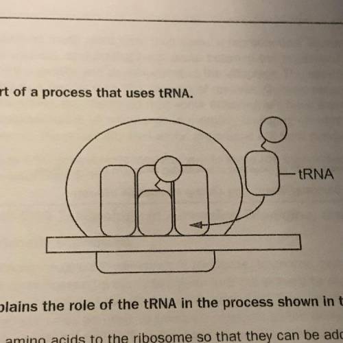 Which description explains the role of the tRNA in the process shown in this model? A. The model del
