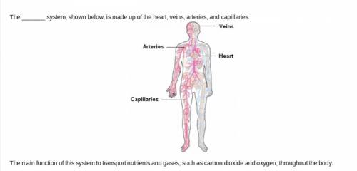 The _______ system, shown below, is made up of the heart, veins, arteries, and capillaries. The main