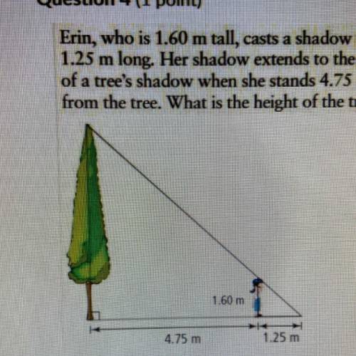 - Erin, who is 1.60 m tall, casts a shadow that is 1.25 m long. Her shadow extends to the end of a t