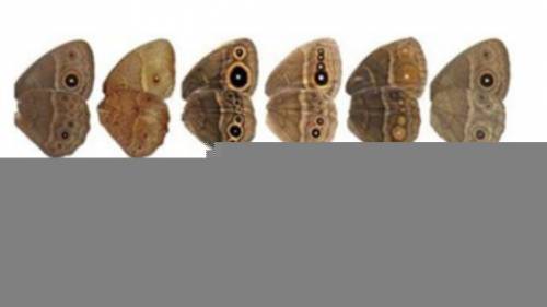 These moth wings shown in the image below are all the same species.The difference between their wing