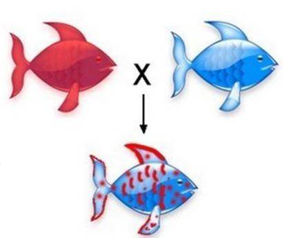 The diagram below shows a situation in which both alleles contribute to the offspring’s color. What