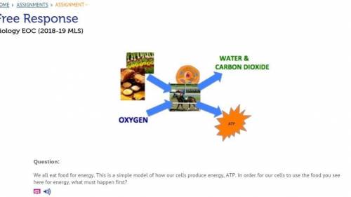 We all eat food for energy. This is a simple model of how our cells produce energy, ATP. In order fo