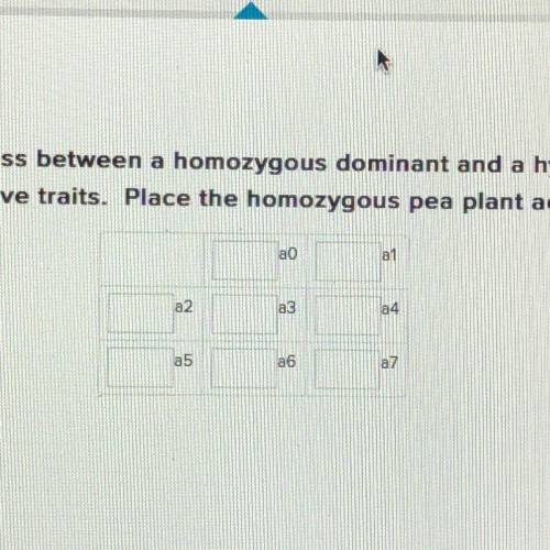 Make a Punnett Square for a cross between a homozygous dominant and a hybrid pea plant. Use C for do