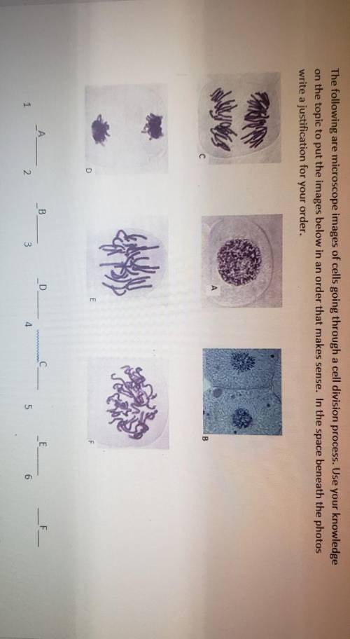 The following are microscope images of cells going through a cell division process. Use your knowled