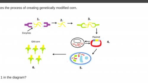 The diagram illustrates the process of creating genetically modified corn. What occurs at step 1 in
