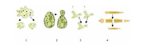 He images show sets of organisms, with their offspring. Which of these offspring are NOT clones of t