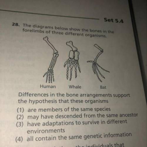 28. The diagrams below show the bones in the forelimbs of three different organisms Human Whale Diff