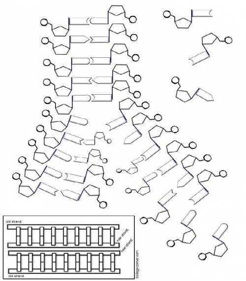 Can anyone help me find the answer key to this coloring DNA replication worksheet?