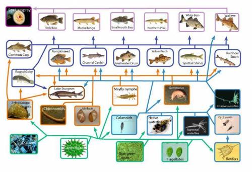 Modeling a Food Web In this activity, you will build a model of a food web in a specific aquatic eco