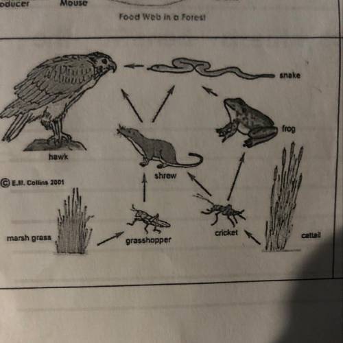 What role does the hawk play in this food web? What would happen to the web if the hawk went extinct