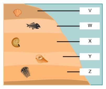 The diagram shows fossils buried in layers of sediment.Which statement is supported by the informati