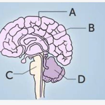 Identify the cerebral cortex in the diagram of the brain below.  A marks the top of the brain, B mar