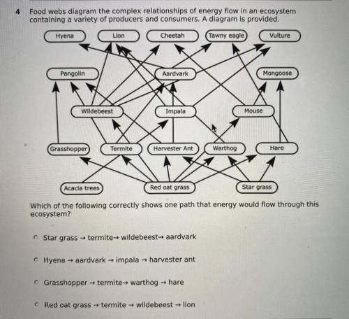 Which of the following correctly shows one path that energy would flow through this ecosystem?