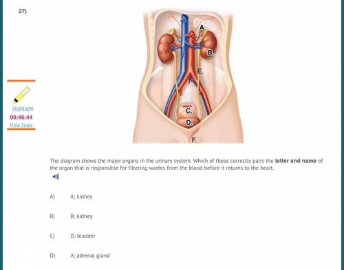 The diagram shows the major organs in the urinary system. Which of these correctly pairs the letter