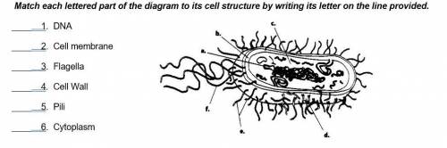 Match each lettered part of the diagram to its cell structure by writing its letter on the line prov