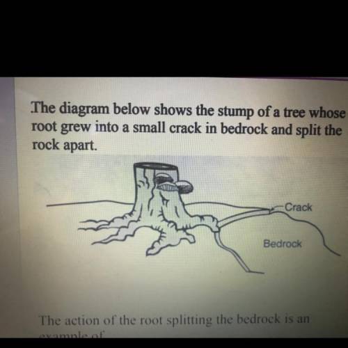 The diagram below shows the stump of a tree whose root grew into a small crack in bedrock and split