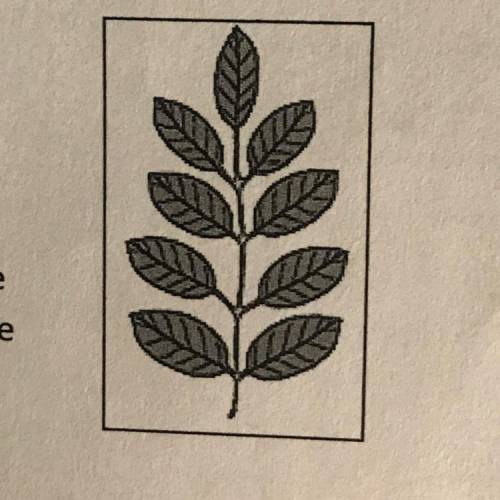 Which best describes the characteristics of this leaf? a. Simple pinnate b. Simple palmate C. Compou