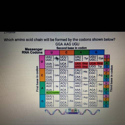 PLEASE HURRY: Question 5 of 10 2 Points Which amino acid chain will be formed by the codons shown be
