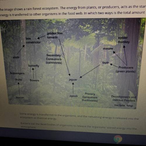 Select all the correct answers. The image shows a rain forest ecosystem. The energy from plants, or