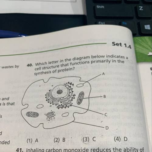 QUESTION 40. Which letter in the diagram below i cell structure that functions primarily in synthesi