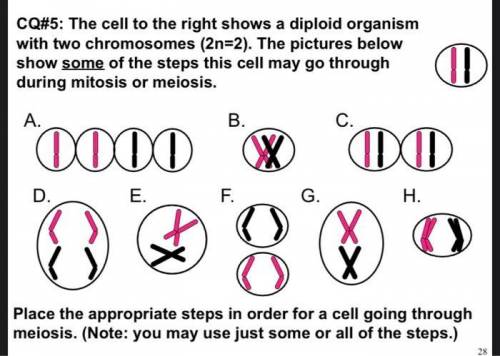 CELL. MITOSIS or MEIOSIS?..... PHASE....... EXPLANATIONa. Mitosis or meiosis: Meiosis Phase: Telopha