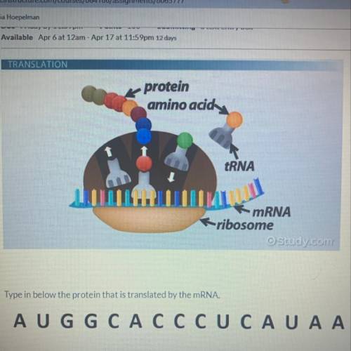 Type below the protein that is translated by the mRNA